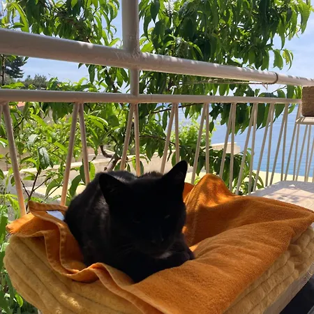 Pere S Mora Мимице